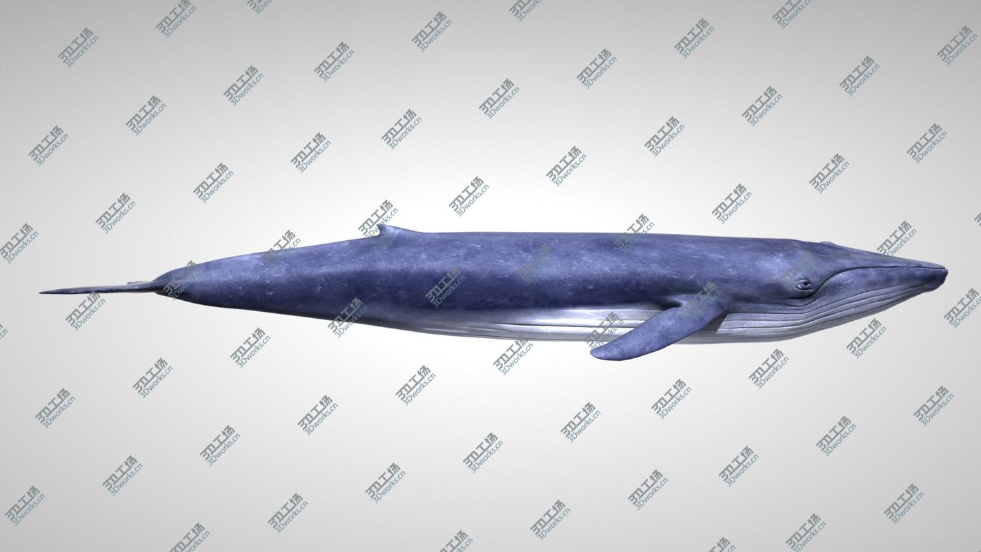 images/goods_img/202105073/3D Blue Whale with Octane Support/2.jpg